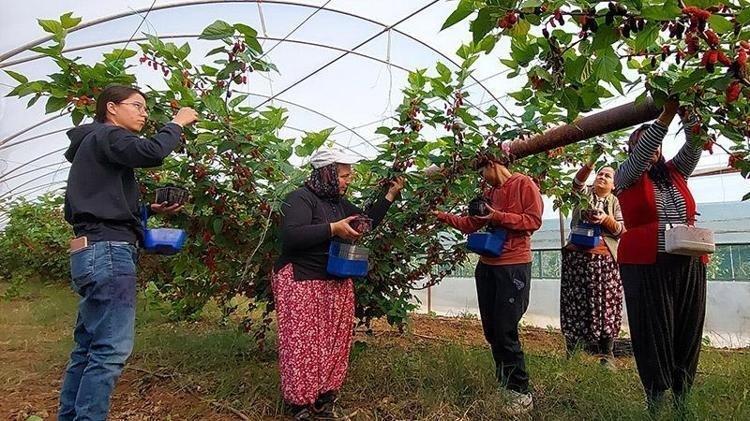 Dubaiye kilo kilo satılıyor Aşk meyvesi olarak da biliniyor, kilosu 120 TL: Karaciğeri yeniden doğmuş gibi yapıyor, doğal tansiyon ilacı