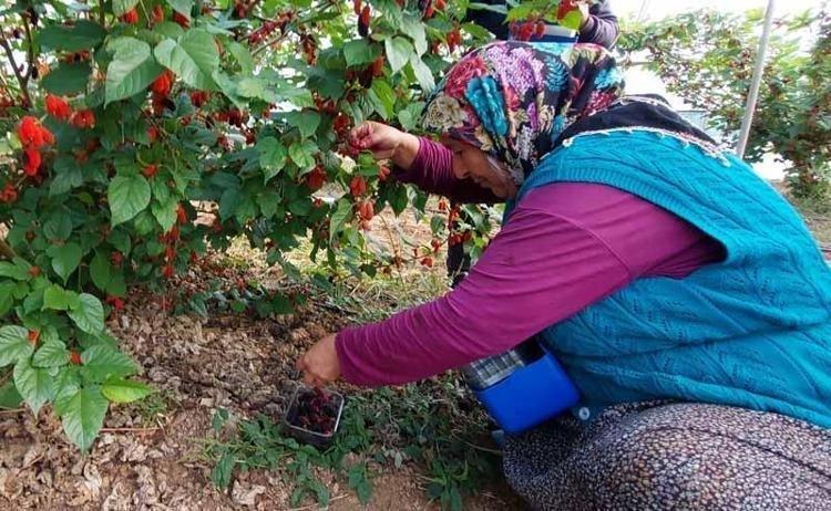 KARADUTUN FAYDALARI NELERDİR