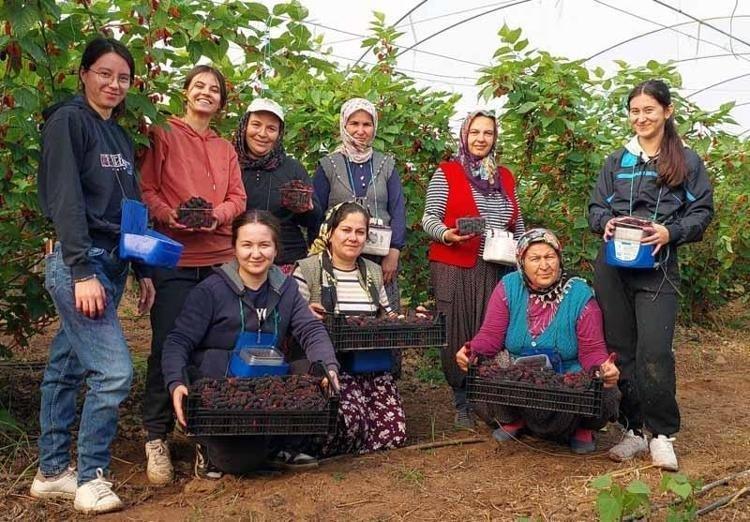 Dubaiye kilo kilo satılıyor Aşk meyvesi olarak da biliniyor, kilosu 120 TL: Karaciğeri yeniden doğmuş gibi yapıyor, doğal tansiyon ilacı