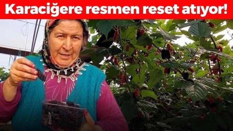 Dubaiye kilo kilo satılıyor Aşk meyvesi olarak da biliniyor, kilosu 120 TL: Karaciğeri yeniden doğmuş gibi yapıyor, doğal tansiyon ilacı