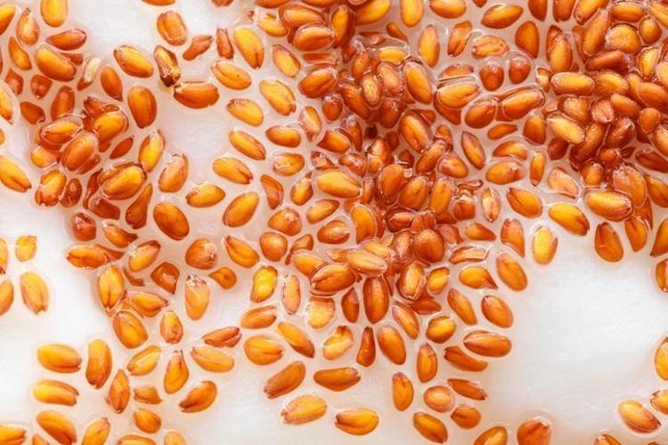 Öksürük, balgam ve hırıltının kökünü kazıyor Yalnızca 2 malzemeyle hazırlanıyor: İbn-i Sinanın bin yıllık tarifi, vücuttaki mikropları öldürüyor