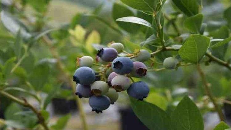 Gördüğünüz yerde satın alın 1 porsiyon yemek kanserden koruyor: Tıkalı kalp damarlarını açıyor, kan şekerini anında dengeliyor