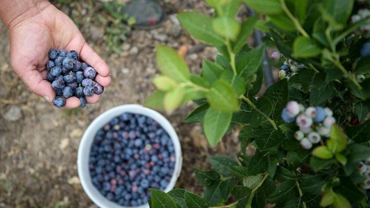Gördüğünüz yerde satın alın 1 porsiyon yemek kanserden koruyor: Tıkalı kalp damarlarını açıyor, kan şekerini anında dengeliyor