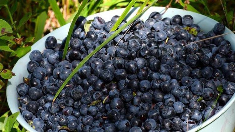 GÜÇLÜ LİFLERLE DOLU: KALORİSİ DÜŞÜK, FAYDALARI YÜKSEK