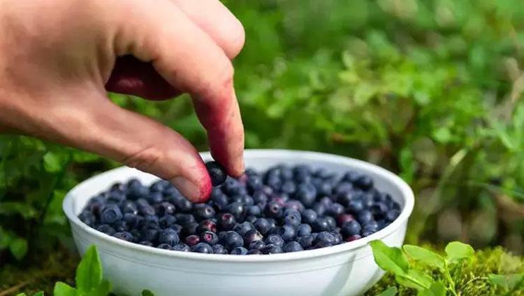 KİLO VERMEDE YARDIMCI: YABAN MERSİNİ VE DÜZENLİ TÜKETİMİ