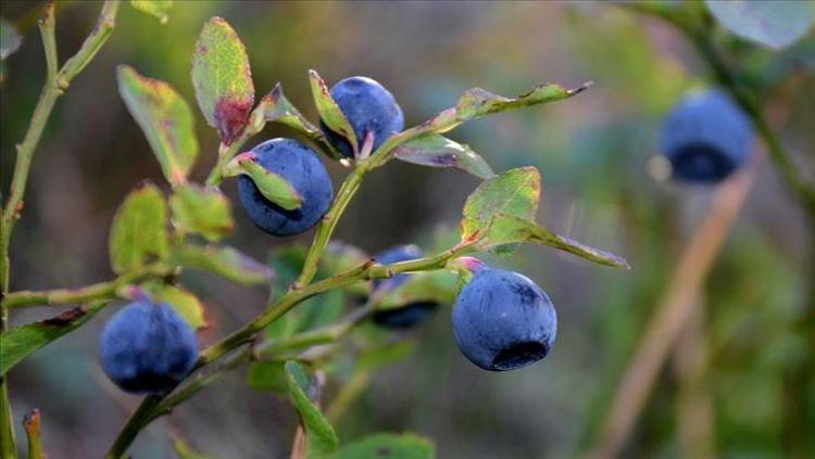 YABAN MERSİNİ: METABOLİZMA DOSTU VE YAĞ YAKICI