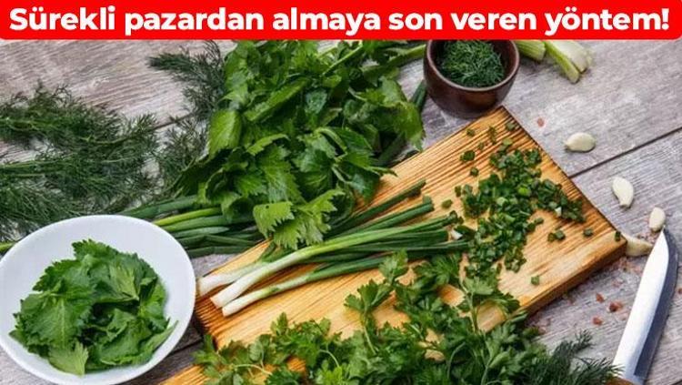 Maydanozun solmasını engelliyor Haftalarca tazeliğini koruyor: Meğer böyle saklamak gerekiyormuş