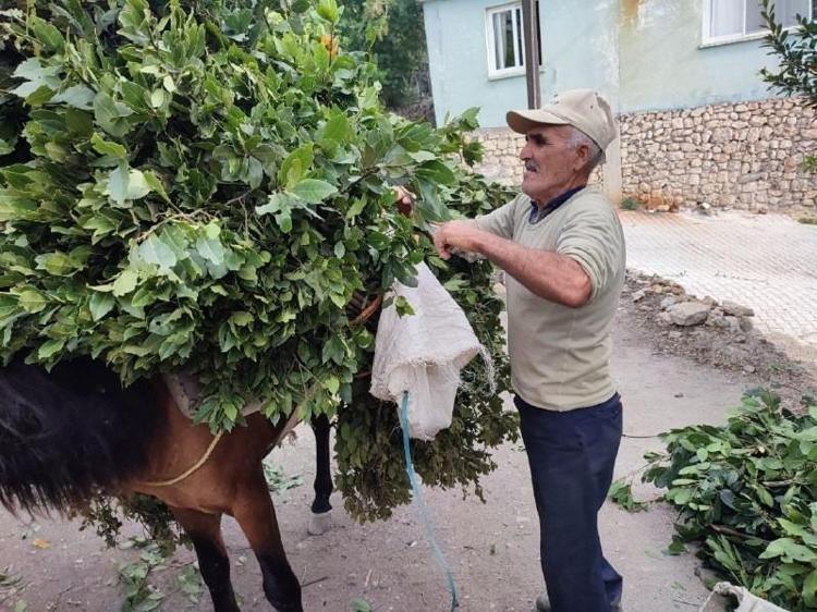 Bu yıl 300 ton rekolte kırıldı