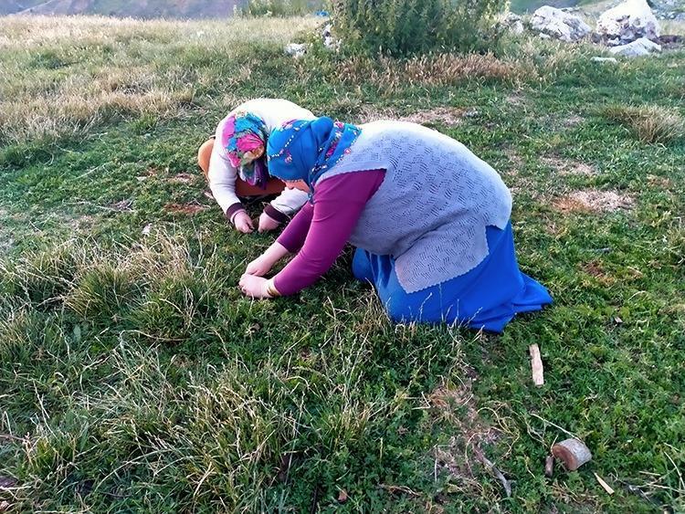 Doğada kendi kendine yetişiyor, tek tek elle toplanıyor Karaciğeri yeniden doğmuş gibi yapıyor, cayır cayır kilo verdiriyor