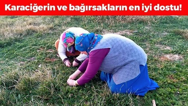Doğada kendi kendine yetişiyor, tek tek elle toplanıyor Karaciğeri yeniden doğmuş gibi yapıyor, cayır cayır kilo verdiriyor