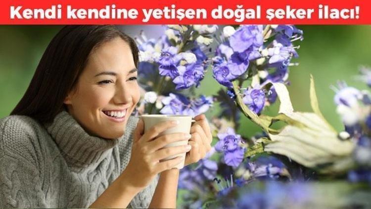 Doğada kendi kendine yetişen şeker ilacı Kandaki şekeri terazi gibi dengeliyor, kolesterolü damardan kazıyor