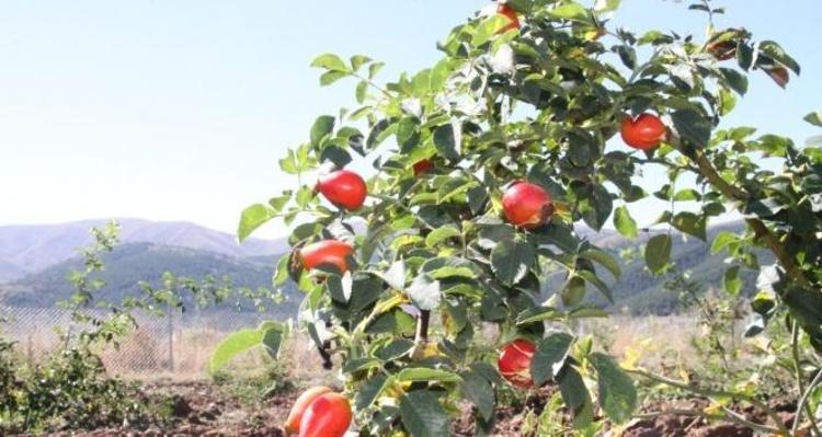 Doğada kendiliğinden yetişiyor Çayını yapıp bardak bardak için: Kış mevsiminin doğal kolesterol ilacı, şekeri terazi gibi dengeliyor