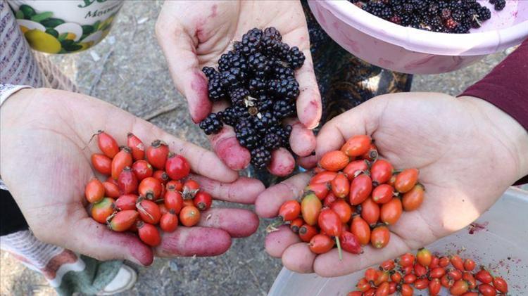 Doğada kendiliğinden yetişiyor Çayını yapıp bardak bardak için: Kış mevsiminin doğal kolesterol ilacı, şekeri terazi gibi dengeliyor