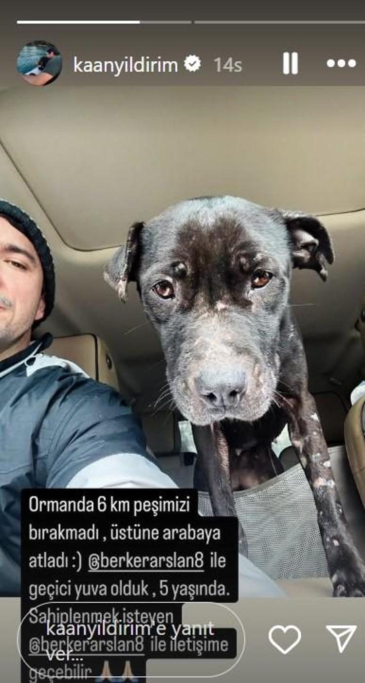 Kaan Yıldırım peşine takılan köpeğe geçici yuva oldu