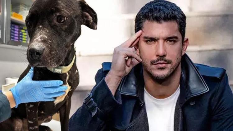Kaan Yıldırım peşine takılan köpeğe geçici yuva oldu