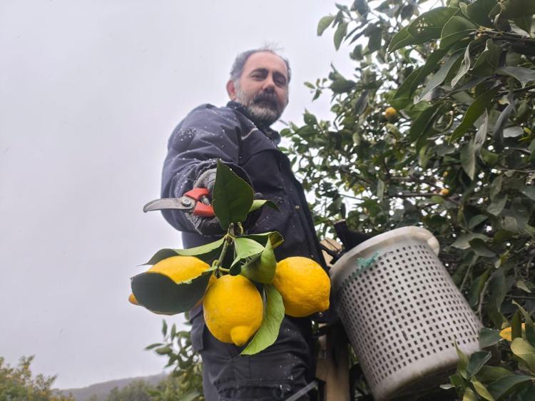 Kar altında hasadı başladı Kilosu 6 TL: Böbrekleri diyalizin pençesinden kurtarıyor, doğanın C vitamini kralı