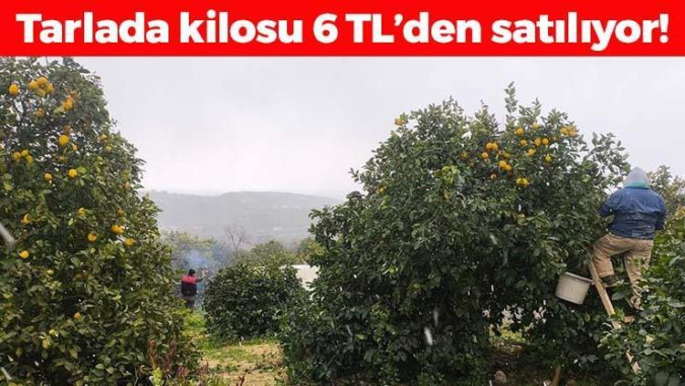 Kar altında hasadı başladı Kilosu 6 TL: Böbrekleri diyalizin pençesinden kurtarıyor, doğanın C vitamini kralı