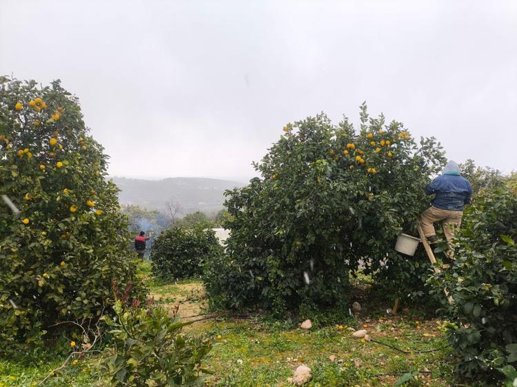 ZENGİN C VİTAMİNİ KAYNAĞIDIR