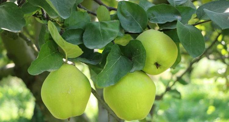 AROMASINI ARTIRIYOR