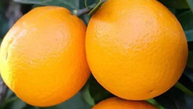 Günde bir adet tüketmek yetiyor Depresyonun adını bile unutturuyor: Sindirim sistemini makine gibi çalıştırıyor, kale gibi bağışıklık sağlıyor