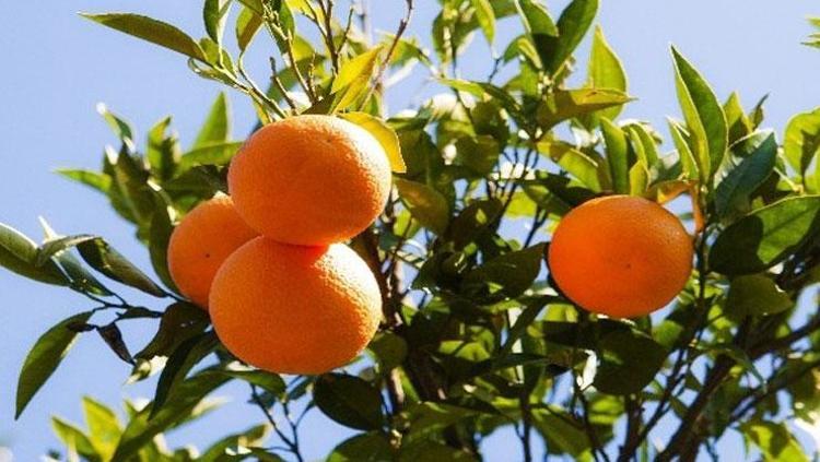 Günde bir adet tüketmek yetiyor Depresyonun adını bile unutturuyor: Sindirim sistemini makine gibi çalıştırıyor, kale gibi bağışıklık sağlıyor