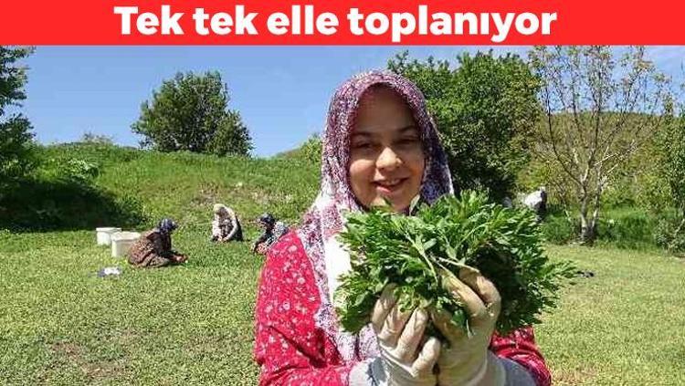 Sivasta kendiliğinden yetişiyor Kanı temizleyip, organları yeniliyor: Vücudu arındırıp, sinir sistemini resetliyor