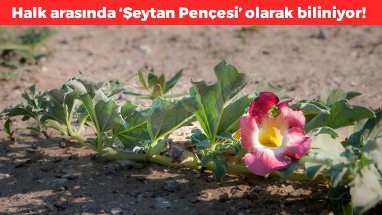 Dünyanın en güçlü ağrı kesicisi Halk arasında şeytan pençesi olarak biliyor: Diz ağrısı ve romatizmayı tarihe gömüyor