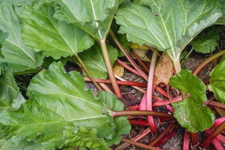 Beyaz saçları 15 günde kendi rengine çeviriyor Saç boyasına son, beyaz saçlardan kurtulmak çok kolay