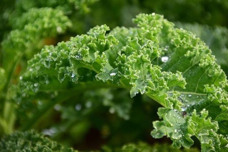 KALE