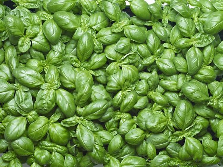 Yağları cayır cayır yakan bitki Bel, basen ve göbek bölgesini mum gibi eritiyor, 90-60-90 vücudun sırrı