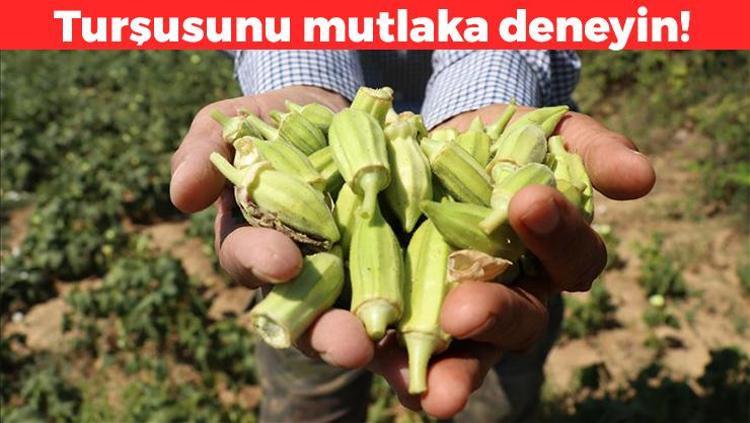 Turşusu yemeğinden daha faydalıymış: B9 bakımından çok zengin Hazımsızlık ve şişkinliği tarihe gömüyor