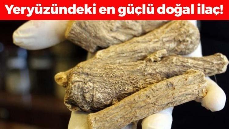 Yeryüzünün en güçlü antibiyotiği Çinlilerin favori bitkisi: Öksürük, balgam ve göğüs tıkanıklığının kökünü kazıyor Boğazdaki mikropları öldürüyor