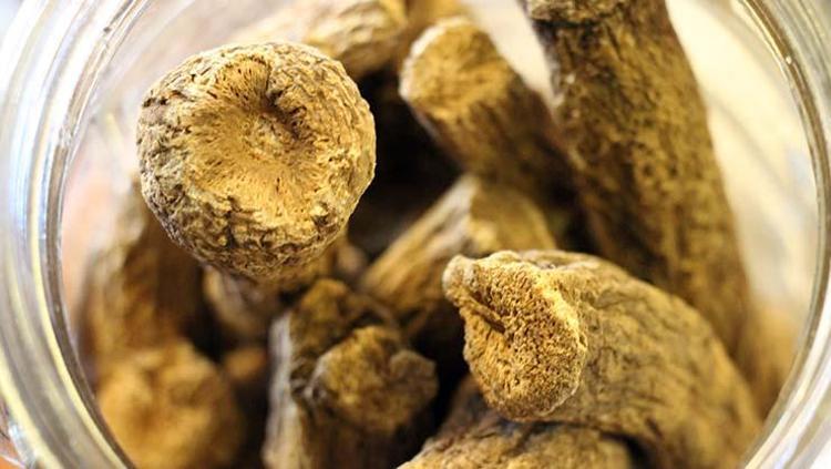 KAN ŞEKERİNİ DENGELEMEYE YARDIMCI OLABİLİR