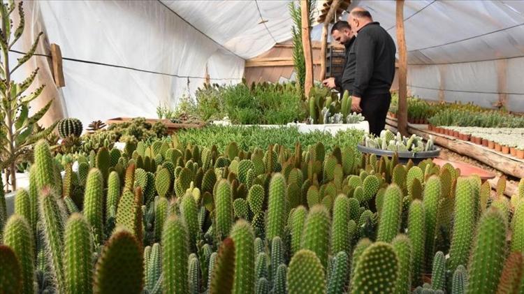 Kaktüse çiçek açtırıyor 1 damlası bile yetiyor: Evinde kaktüs olanlar denesin