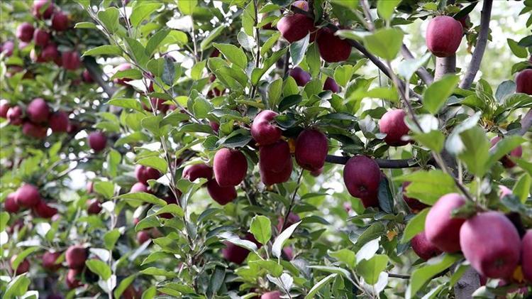 Sirkesini kurup her sabah için Vücudun yağ oranını düşürüyor: Bel ve baseni eritiyor
