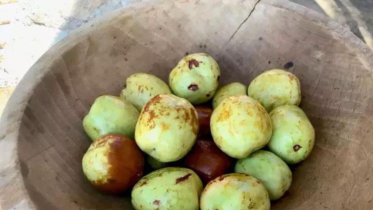 “Ziziphus jujuba” olarak biliniyor Vücudunuza enerji yüklemesi yapıyor: Metabolizma hızını artırır, potasyum, magnezyum ve lif deposu