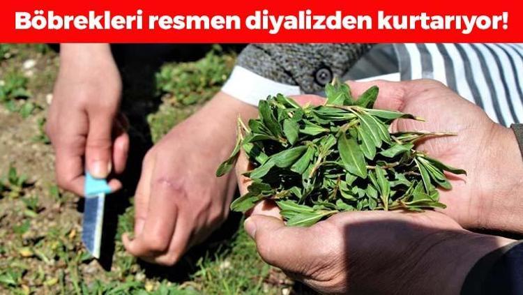 Böbrekleri diyalizin pençesinden kurtarıyor Doğada kendiliğinden yetişiyor, kemikleri beton gibi güçlendiriyor Haşlayıp kaşık kaşık yiyin