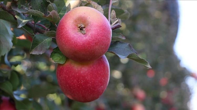 Sabahları aç karnına 1 yemek kaşığı için Sirkesini kurar gibi kurunca etkisi 5 kat artıyor: Bel, basen ve göbeği mum gibi eritiyor