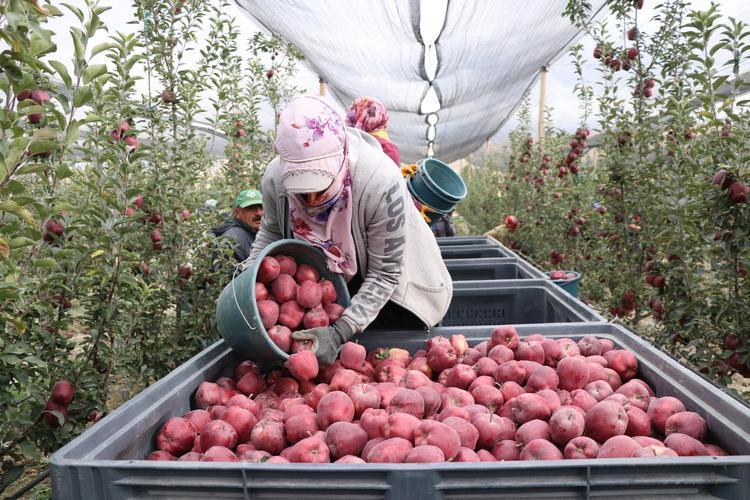 Sabahları aç karnına 1 yemek kaşığı için Sirkesini kurar gibi kurunca etkisi 5 kat artıyor: Bel, basen ve göbeği mum gibi eritiyor