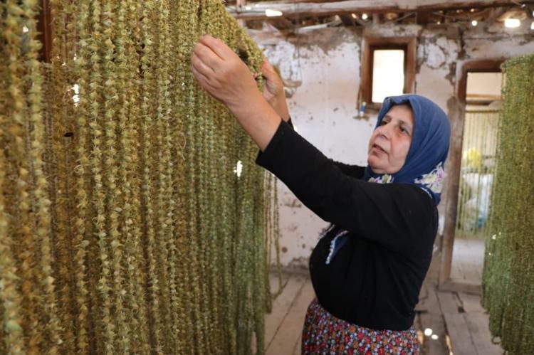 Doğada yetişen çeyrek altın 100 gramıyla 4 kişilik aile doyuyor: Besin değeri etten daha yüksek, bağırsakları çok hızlı çalıştırıyor