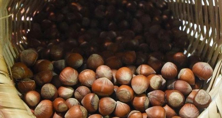 Düzceden AB ülkelerine ihraç ediliyor Doğadaki en güçlü magnezyum kaynağı, kemikleri beton gibi güçlendirip kalp krizinden koruyor