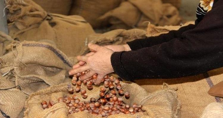 Düzceden AB ülkelerine ihraç ediliyor Doğadaki en güçlü magnezyum kaynağı, kemikleri beton gibi güçlendirip kalp krizinden koruyor