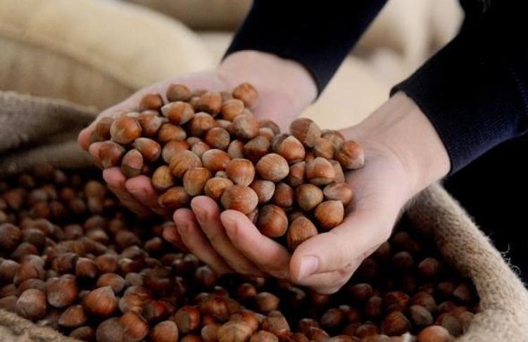 Düzce’den 2024 yılında ise 20 bin 240 ton fındık ihracatı gerçekleşmişti.