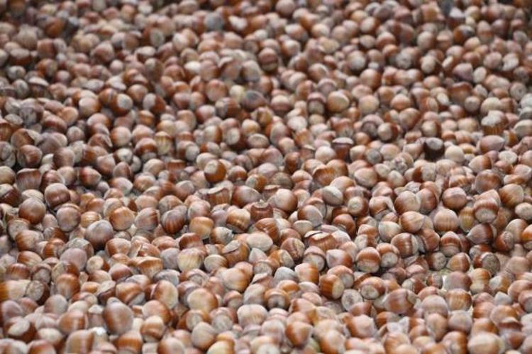 Düzceden AB ülkelerine ihraç ediliyor Doğadaki en güçlü magnezyum kaynağı, kemikleri beton gibi güçlendirip kalp krizinden koruyor