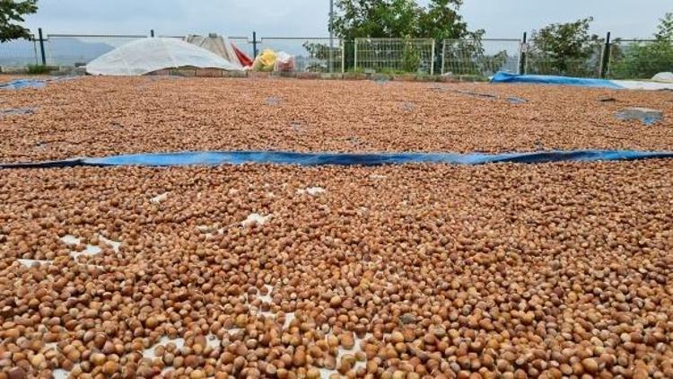 Düzceden AB ülkelerine ihraç ediliyor Doğadaki en güçlü magnezyum kaynağı, kemikleri beton gibi güçlendirip kalp krizinden koruyor