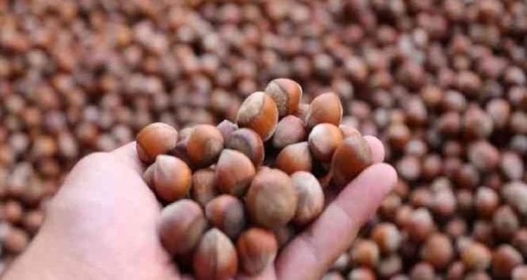 Düzceden AB ülkelerine ihraç ediliyor Doğadaki en güçlü magnezyum kaynağı, kemikleri beton gibi güçlendirip kalp krizinden koruyor