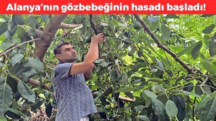 Alanyada hasadı başladı Kilosu 200 TL: Dünyanın en sağlıklı yağ kaynağı: Tıkalı damarları çamaşır suyu gibi temizliyor, bağırsakları motor gibi çalıştırıyor, folat ve magnezyum deposu
