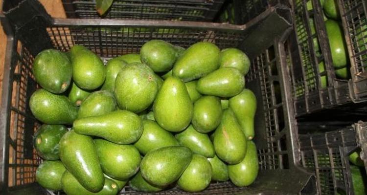 Alanyada hasadı başladı Kilosu 200 TL: Dünyanın en sağlıklı yağ kaynağı: Tıkalı damarları çamaşır suyu gibi temizliyor, bağırsakları motor gibi çalıştırıyor, folat ve magnezyum deposu