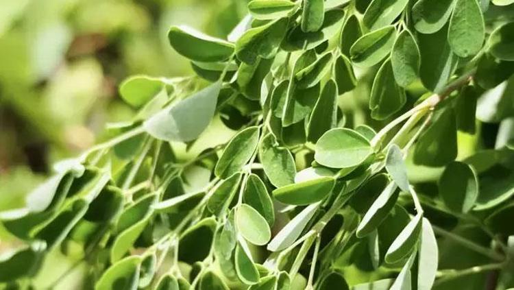 ANTİOKSİDAN KAYNAĞI