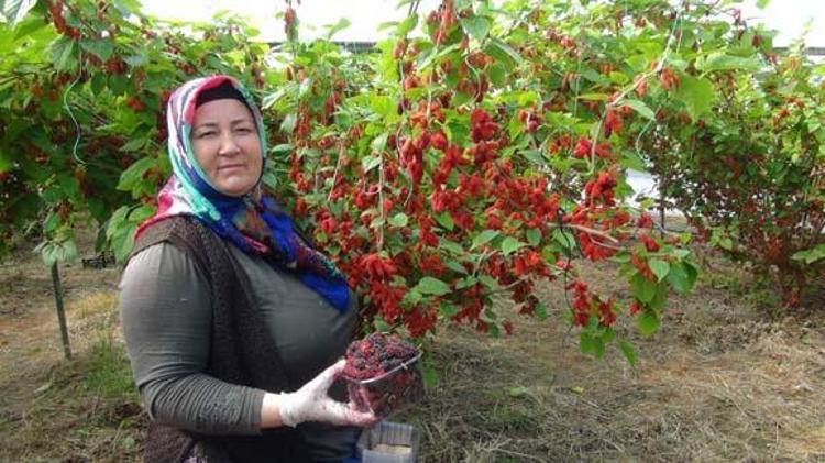 Dubai, Katar ve Iraka özel ihraç ediliyor Kilosu 100 TL: Bağırsakları harıl harıl çalıştırıp cilde içten kolajen yüklüyor Doğanın C vitamini kralı